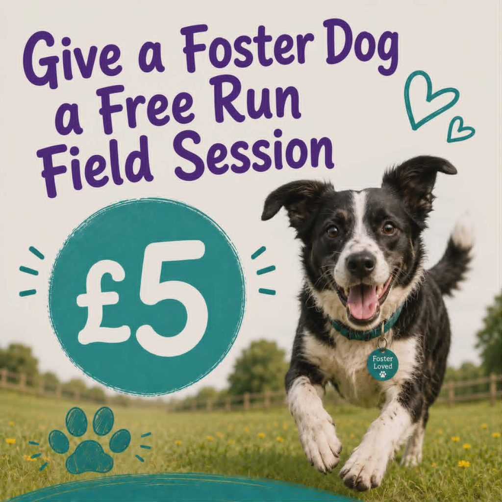 Give a Foster Dog a Free Run