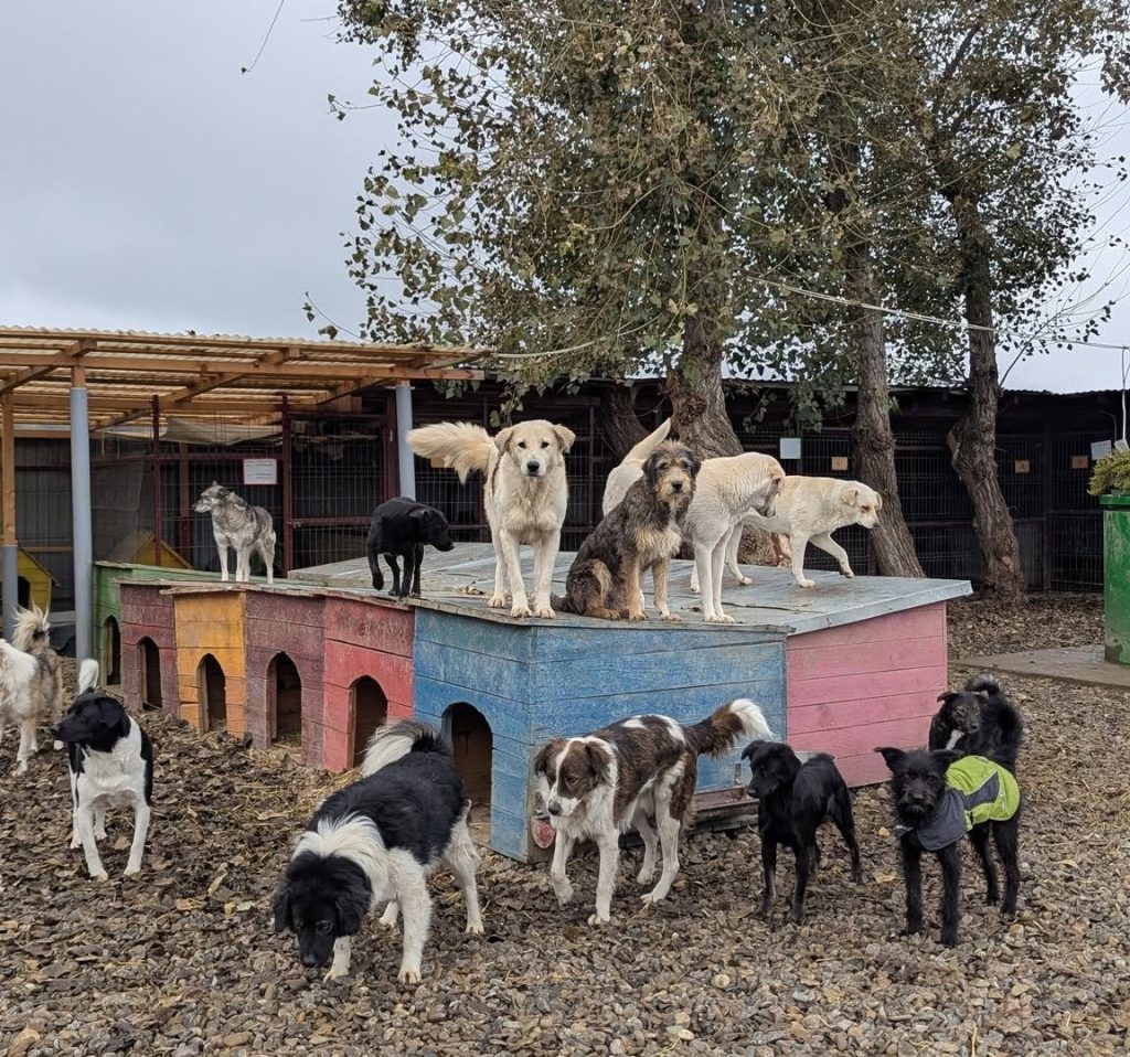 a group shot of the shelter, including 15 various dogs, some standing on top of the kennel huts