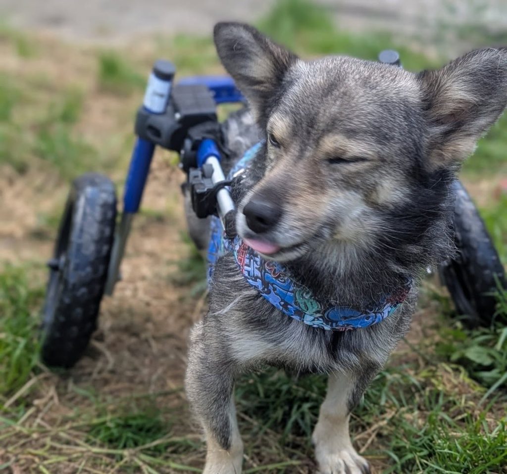 a grey and tan dog with his tongue out, using his mobility wheels