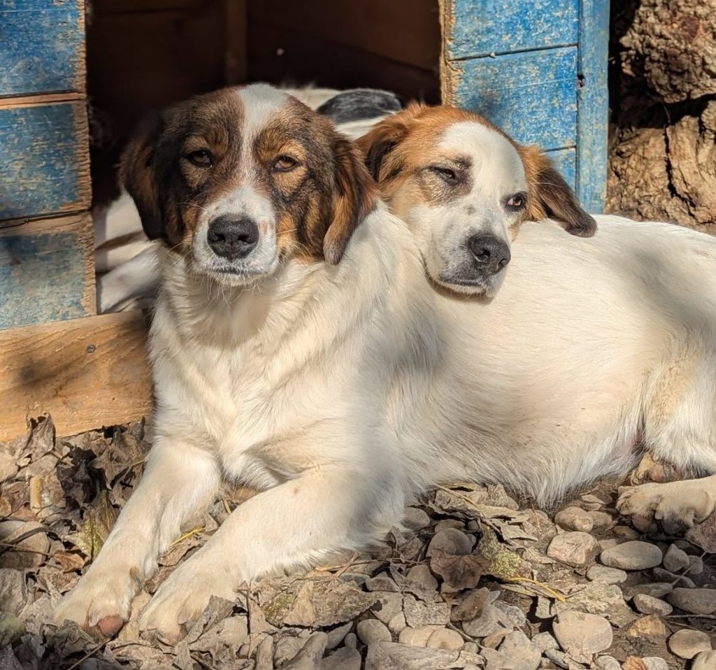 2 dogs laying on the floor, on resting his head on the others back